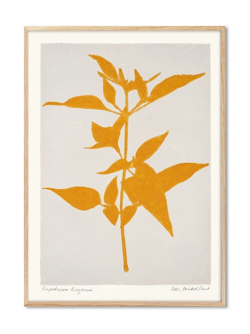 Eupatorium Rugosum - PrintedPlant - 70x100 cm