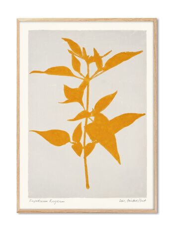 Eupatorium Rugosum - Plante Imprimée - 70x100 cm 1