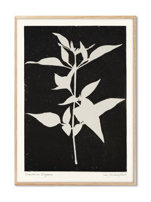 Eupatorium Rugosum II - PrintedPlant - 50x70 cm