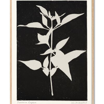 Eupatorium Rugosum II - Planta impresa - 50x70 cm