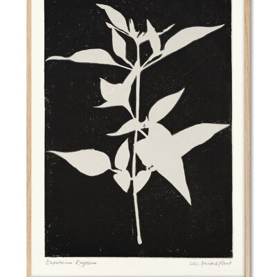Eupatorium Rugosum II - PrintedPlant - 50x70 cm