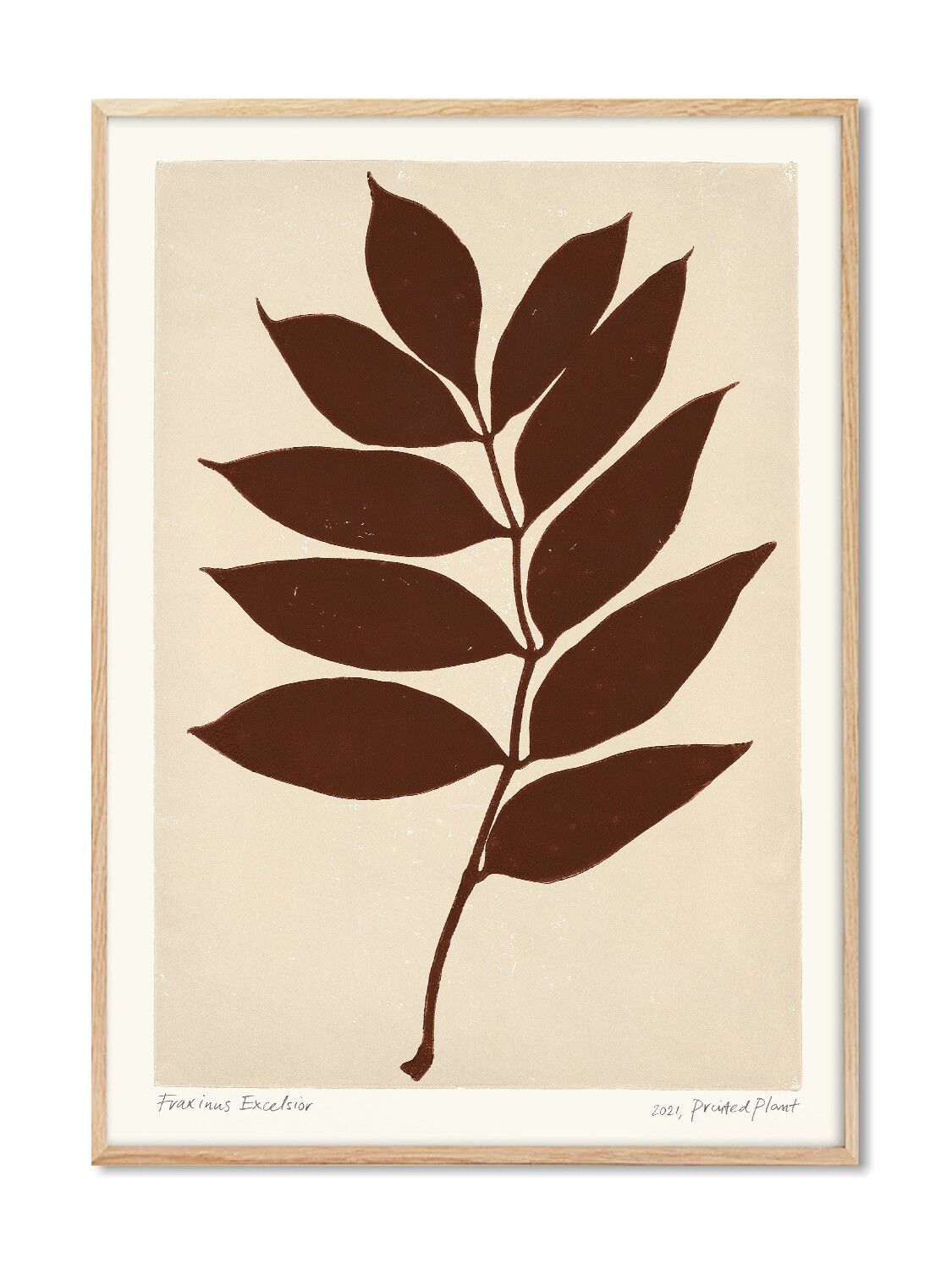 Fraxinus Excelsior - Pianta Stampata - 30x40 cm