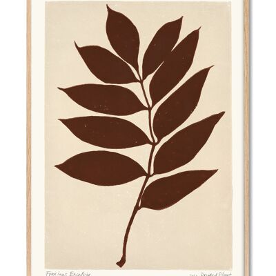 Fraxinus Excelsior - Gedruckte Pflanze - 30x40 cm