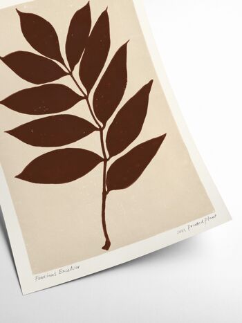 Fraxinus Excelsior - Plante Imprimée - 30x40 cm 2