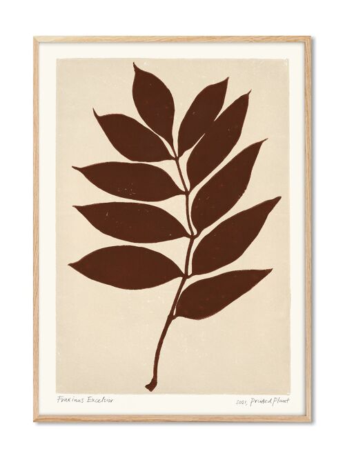 Fraxinus Excelsior - PrintedPlant - 50x70 cm