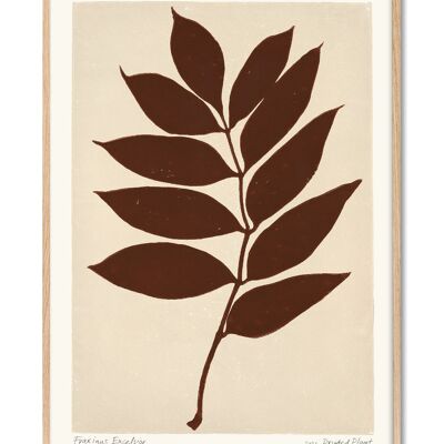 Fraxinus Excelsior - Pianta Stampata - 50x70 cm