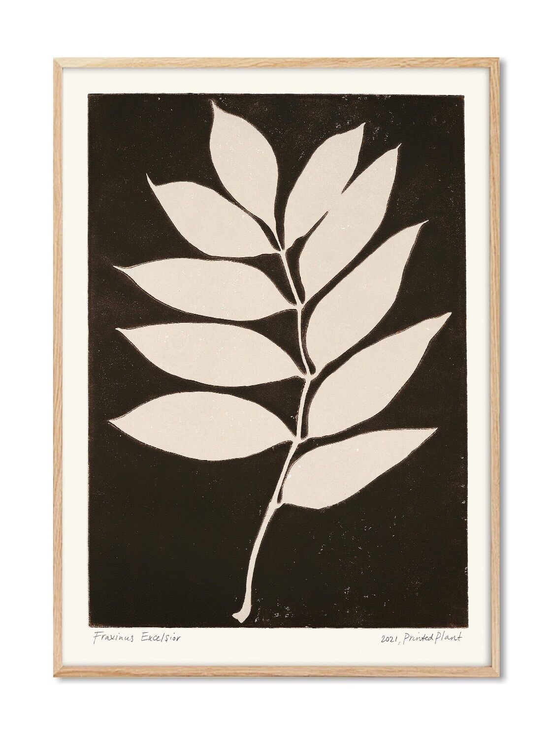 Fraxinus Excelsior II - PrintedPlant - 30x40 cm