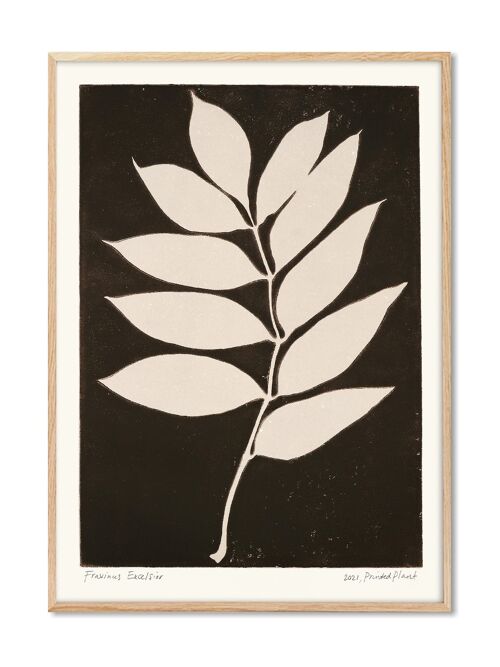 Fraxinus Excelsior II - PrintedPlant - 50x70 cm