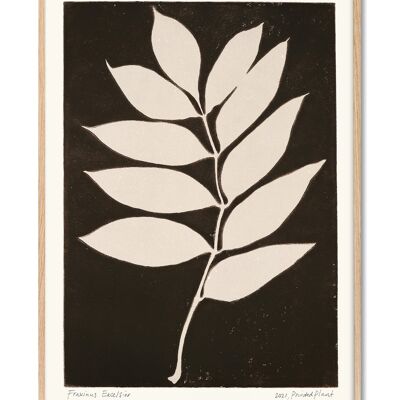 Fraxinus Excelsior II - Bedruckte Pflanze - 50x70 cm
