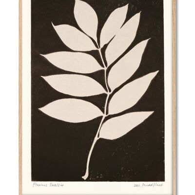 Fraxinus Excelsior II - PrintedPlant - 50x70 cm