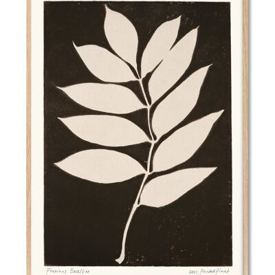 Fraxinus Excelsior II - PrintedPlant - 50x70 cm