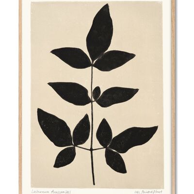 Cytise Anagyroides - Plante Imprimée - 30x40 cm