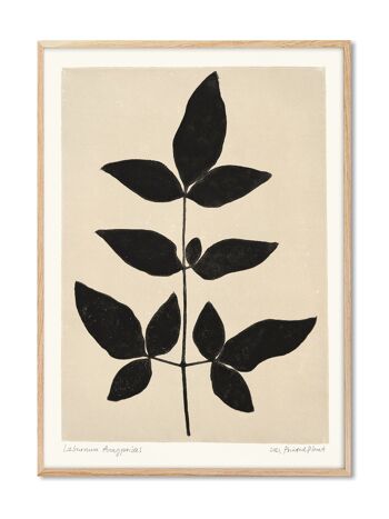 Cytise Anagyroides - Plante Imprimée - 30x40 cm 1