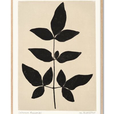 Goldregen Anagyroides - PrintedPlant - 50x70 cm