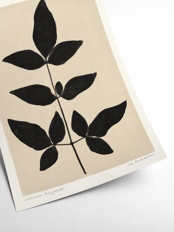 Cytise Anagyroides - Plante Imprimée - 50x70 cm 2