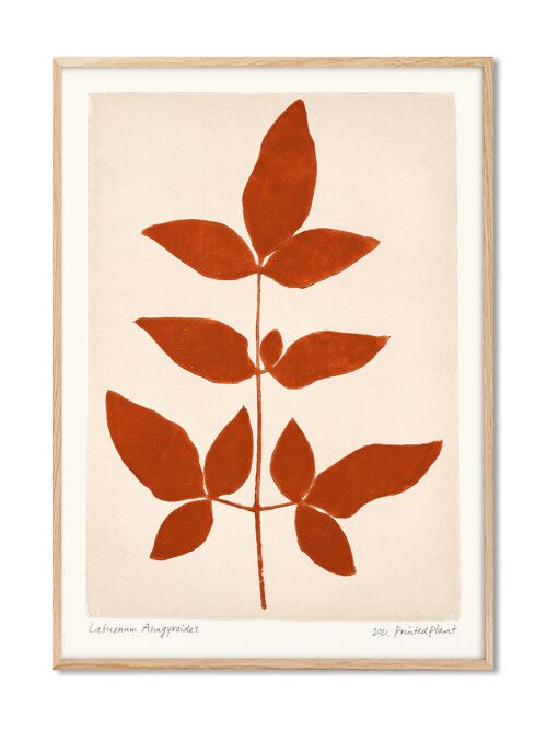 Laburnum Anagyroides II - PrintedPlant - 30x40 cm