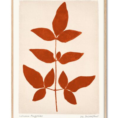 Laburnum Anagyroides II - PrintedPlant - 30x40 cm