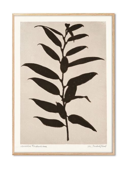 Leucothoe Fontanesiana - PrintedPlant - 30x40 cm