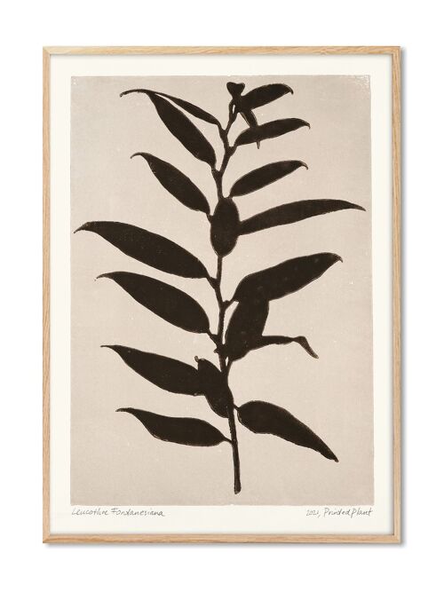 Leucothoe Fontanesiana - PrintedPlant - 50x70 cm