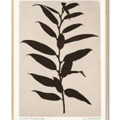 Leucothoe Fontanesiana - PrintedPlant - 70x100 cm