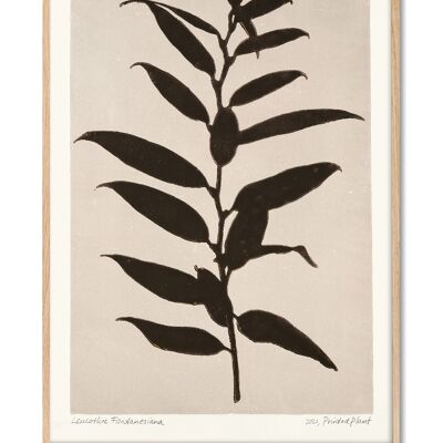 Leucothoe Fontanesiana - PrintedPlant - 70x100 cm
