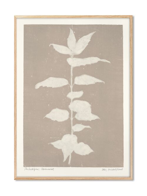 Philadelphus Coronarius - PrintedPlant - 30x40 cm