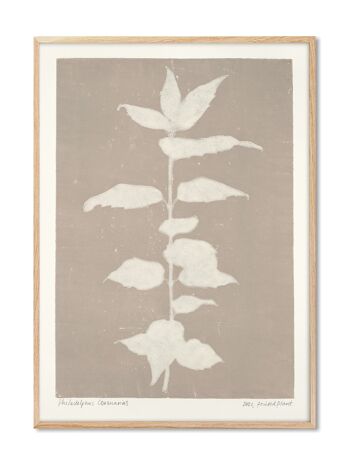 Philadelphus Coronarius - Plante Imprimée - 30x40 cm 1
