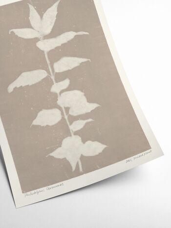 Philadelphus Coronarius - Plante Imprimée - 30x40 cm 2