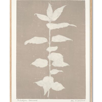 Philadelphus Coronarius - Plante Imprimée - 50x70 cm