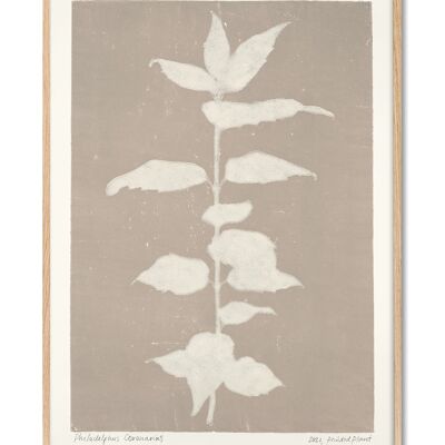 Philadelphus Coronarius - PrintedPlant - 70x100 cm