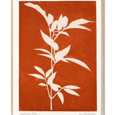 Sambucus Nigra - Bedruckte Pflanze - 30x40 cm
