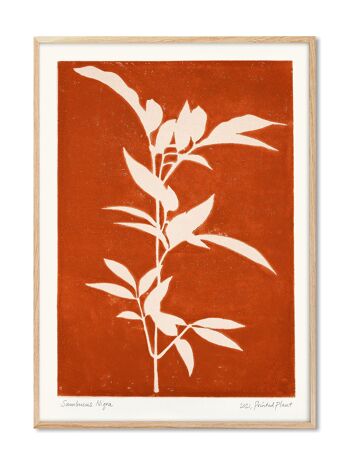 Sambucus Nigra - Plante Imprimée - 30x40 cm 1