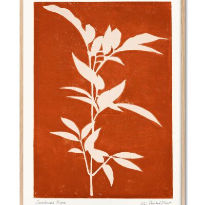 Sambucus Nigra - PrintedPlant - 30x40 cm