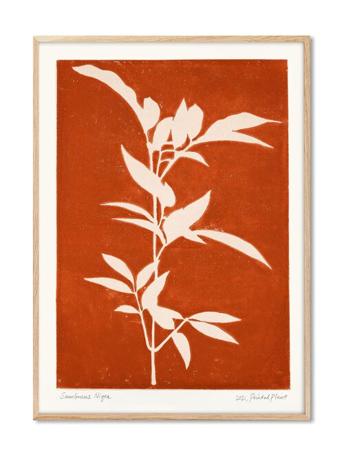 Sambucus Nigra - PrintedPlant - 50x70 cm