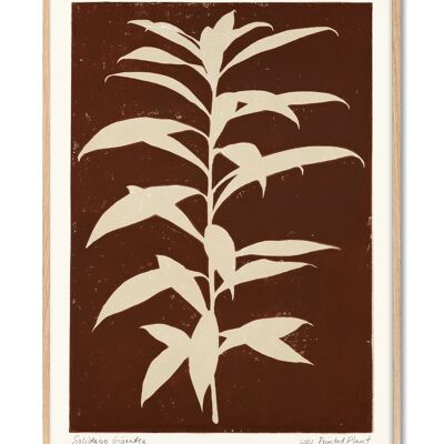 Solidago Gigantea - Bedruckte Pflanze - 30x40 cm