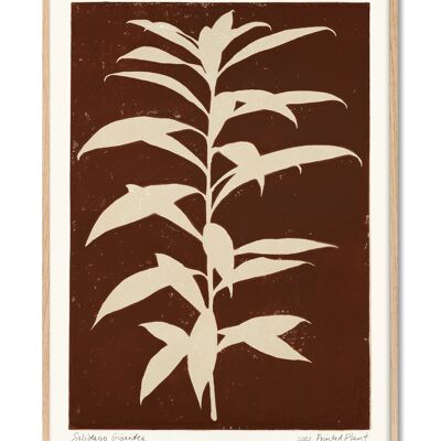 Solidago Gigantea - PrintedPlant - 30x40 cm