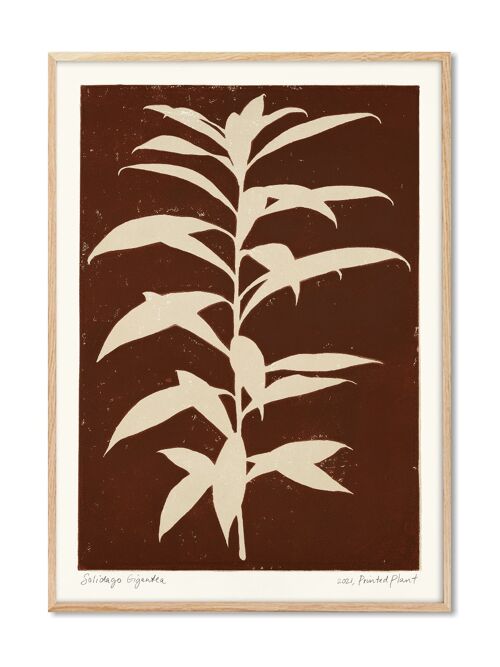 Solidago Gigantea - PrintedPlant - 50x70 cm