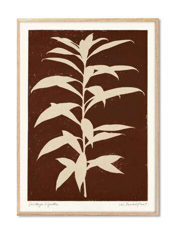 Solidago Gigantea - Plante Imprimée - 50x70 cm 1
