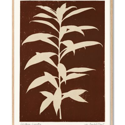 Solidago Gigantea - PrintedPlant - 50x70 cm