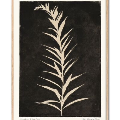Solidago Gigantea II - Bedruckte Pflanze - 30x40 cm