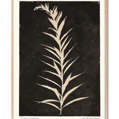 Solidago Gigantea II - BedrucktePflanze - 50x70 cm