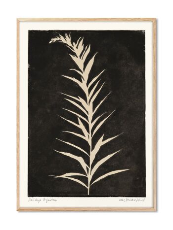 Solidago Gigantea II - Plante Imprimée - 50x70 cm 1