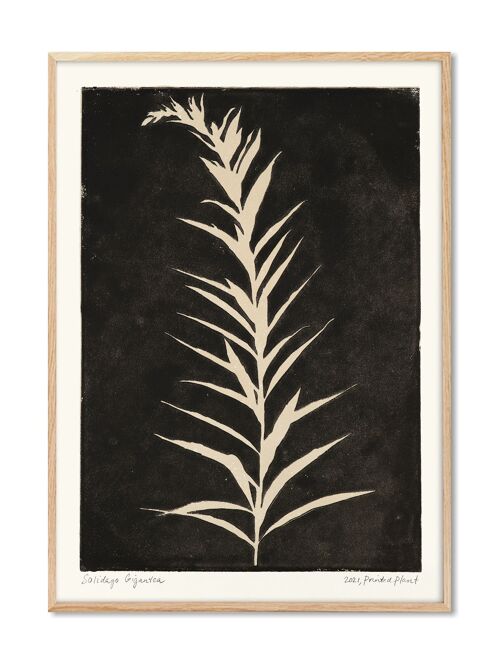 Solidago Gigantea II - PrintedPlant - 70x100 cm