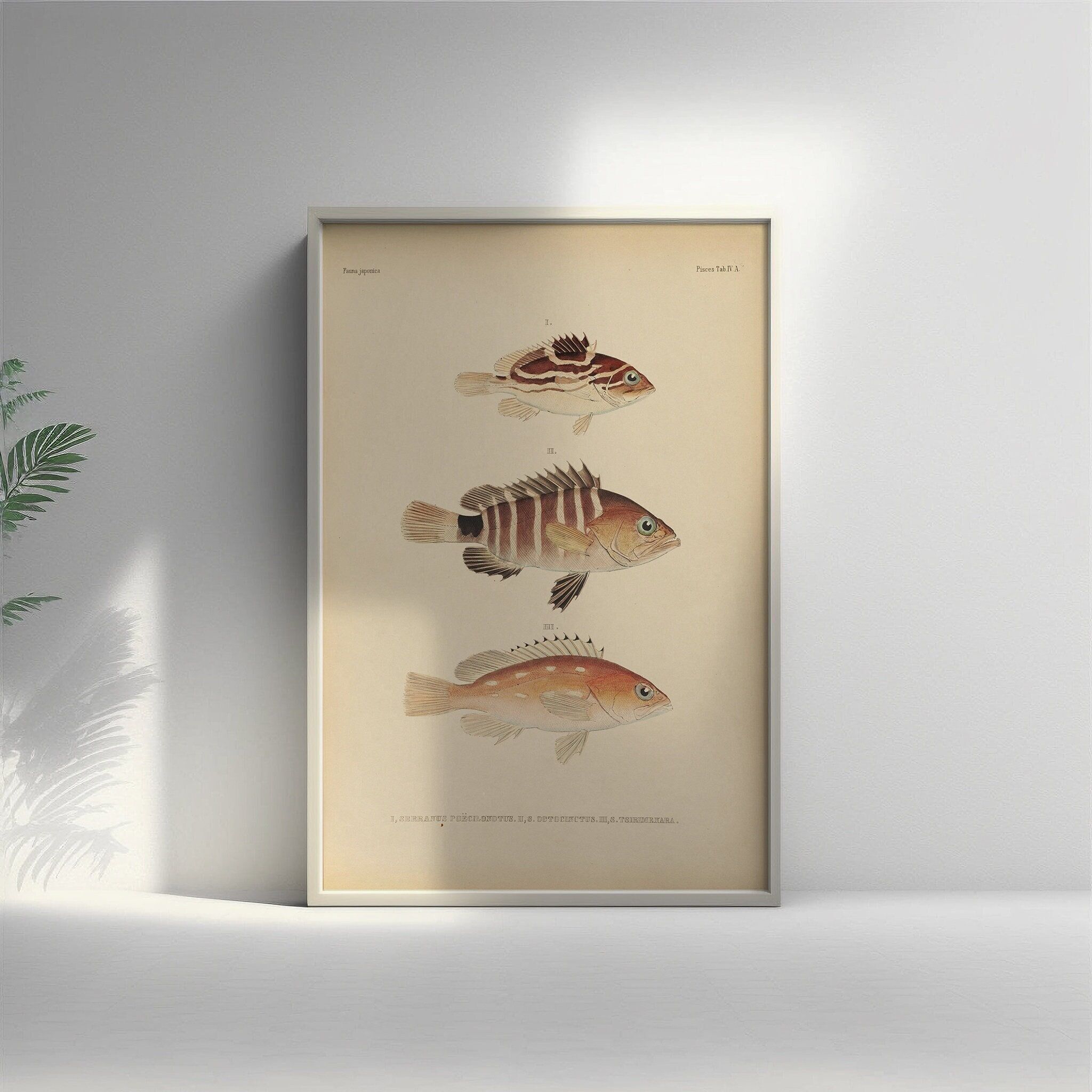 Poster Premium: Fauna Japonica – Arte botanica giapponese del XIX secolo – Poster di pesci – Arte murale giapponese