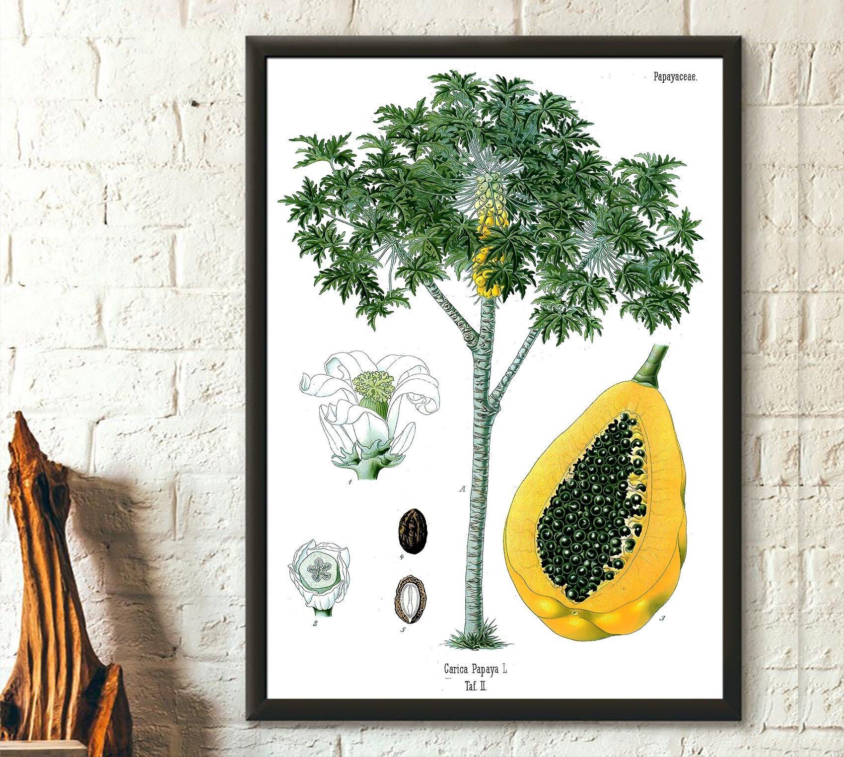 Poster Premium: Stampa botanica vintage di papaya 1887 – Arte murale botanica – Poster di papaya – Arte botanica Köhler – Regalo di inaugurazione della casa