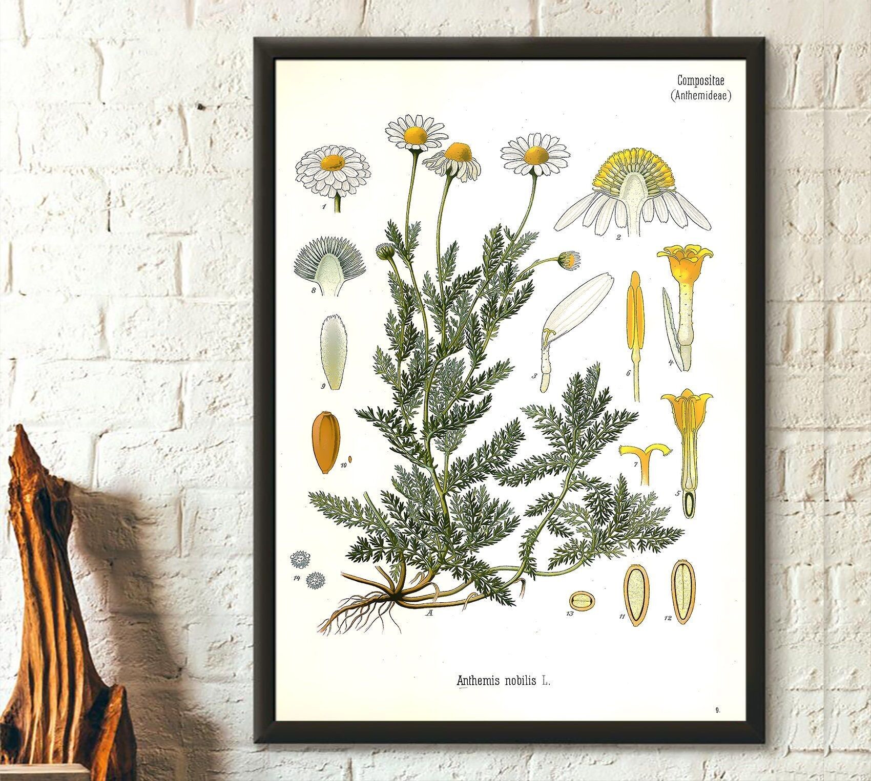 Stampa botanica vintage di camomilla – Poster botanico – Decorazione da giardino – Illustrazione floreale – Arte murale floreale – Regalo per la casa