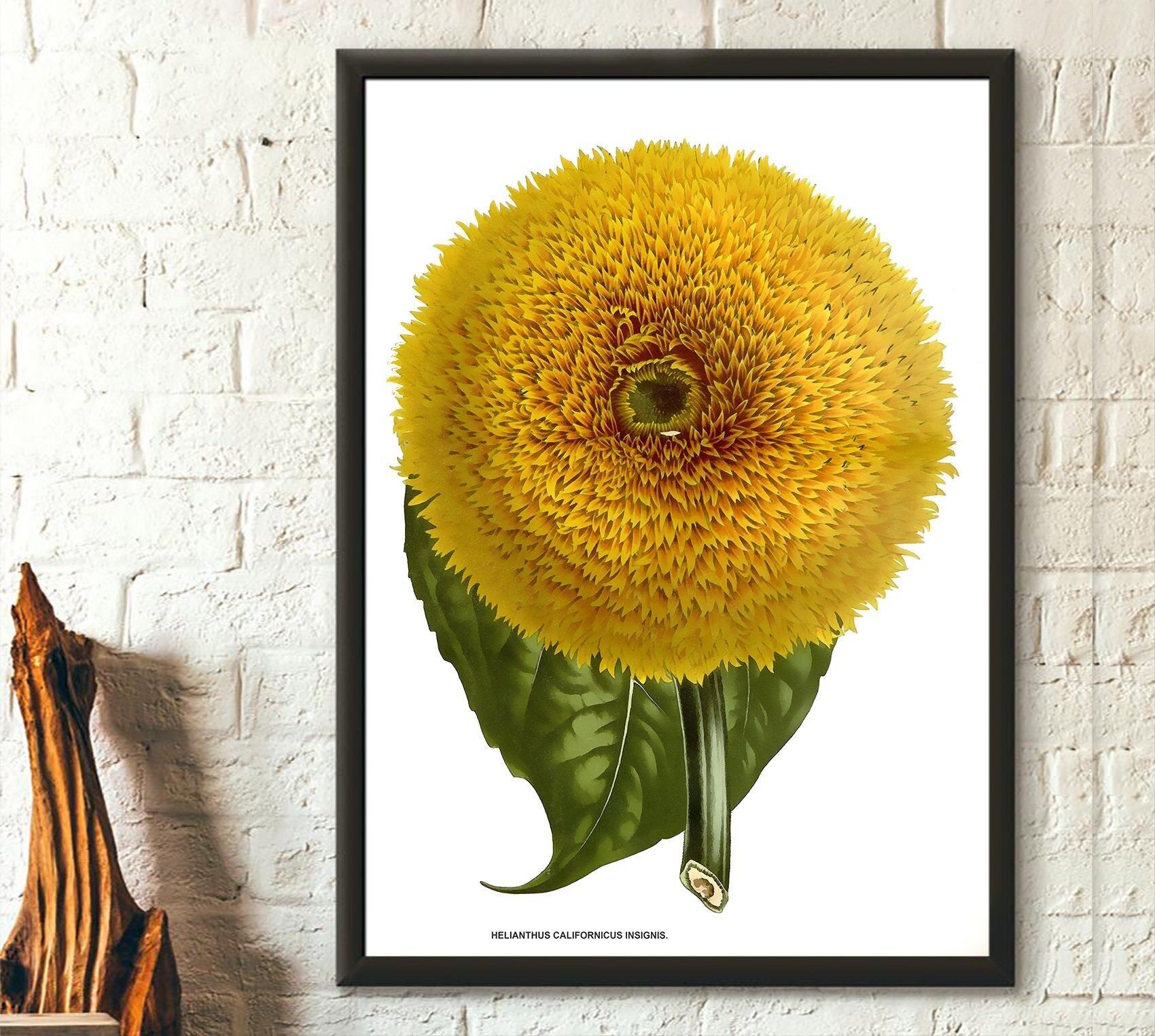 Girasole Helianthus Californicus Insignis 1845 – Stampa botanica vintage – Illustrazione floreale – Decorazione murale – Idea regalo
