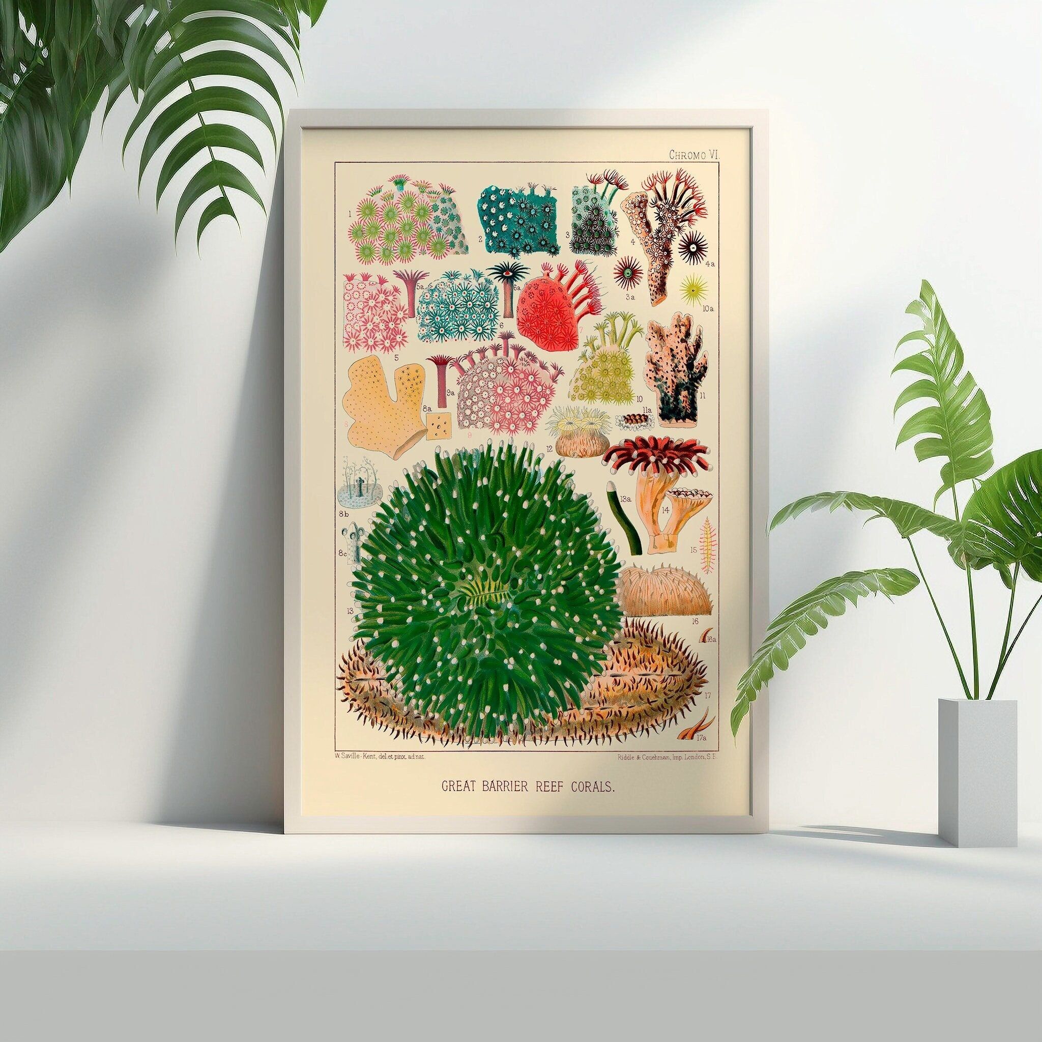 Stampa d'epoca della Grande Barriera Corallina australiana del 1893 – Stampe di corallo – Arte murale