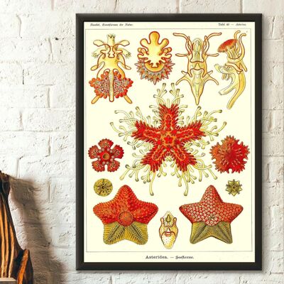 Impression murale animale marine 1904 – Ernst Haeckel Asteridea – Décor océan vintage – Affiche nature unique