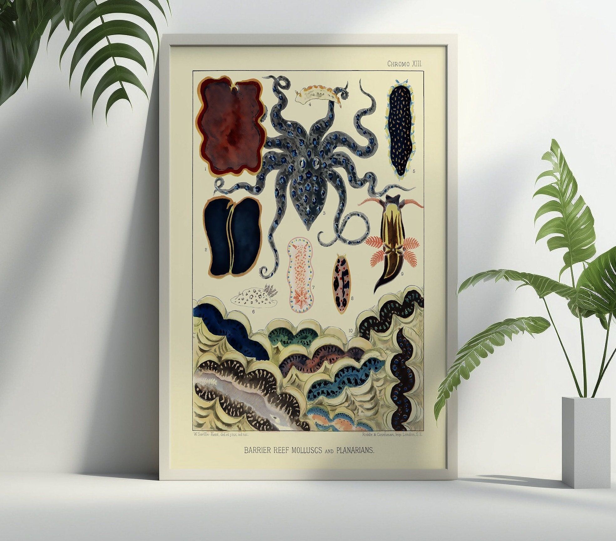 Manifesto murale vintage della Grande Barriera Corallina del 1893 – Decorazione nautica